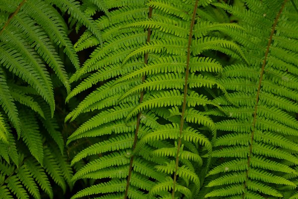 Plongée dans l"art du cyanotype : découverte innovante des techniques modernes